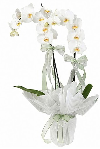 ift Dall Beyaz Orkide  Ktahya iek sat 