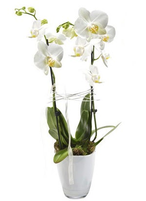 2 dall beyaz seramik beyaz orkide sakss  Ktahya cicek , cicekci 