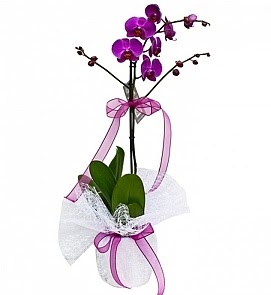 Tek dall saksda ithal mor orkide iei  Ktahya yurtii ve yurtd iek siparii 