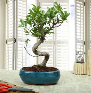 Amazing Bonsai Ficus S thal  Ktahya online ieki , iek siparii 