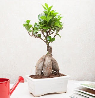 Exotic Ficus Bonsai ginseng  Ktahya hediye iek yolla 