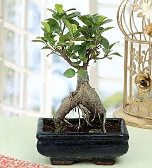 Appealing Ficus Ginseng Bonsai  Ktahya iek sat 