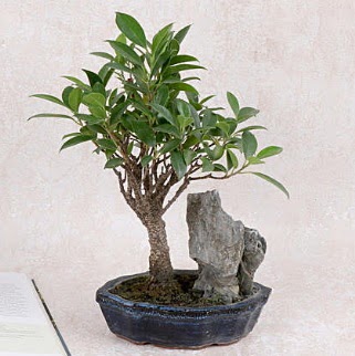 Japon aac Evergreen Ficus Bonsai  Ktahya cicek , cicekci 