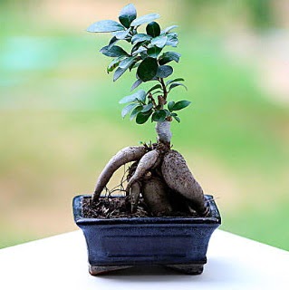 Marvellous Ficus Microcarpa ginseng bonsai  Ktahya iek yolla , iek gnder , ieki  