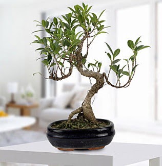 Gorgeous Ficus S shaped japon bonsai  Ktahya iekiler 