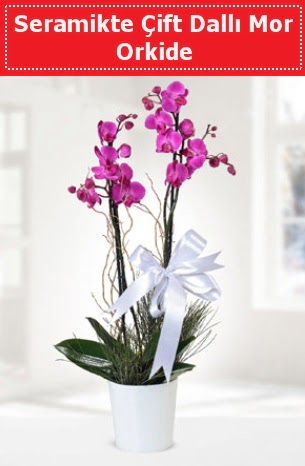 Seramikte Çift Dallı Mor Orkide  Kütahya çiçek satışı 