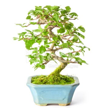 S zerkova bonsai ksa sreliine  Ktahya online iek gnderme sipari 