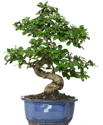 21 ile 25 cm arası özel S bonsai japon ağacı  Kütahya 14 şubat sevgililer günü çiçek 