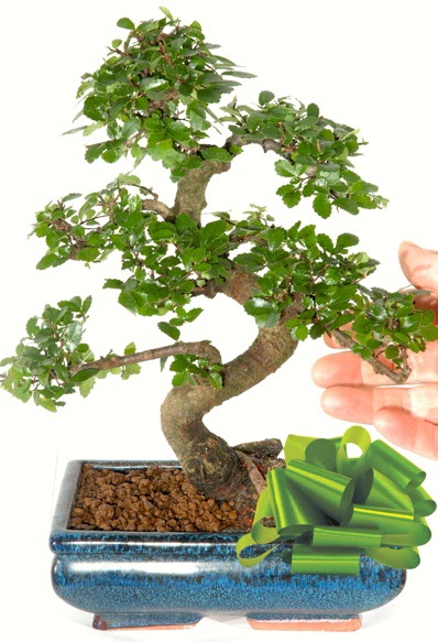 Yaklak 25 cm boyutlarnda S bonsai  Ktahya kaliteli taze ve ucuz iekler 