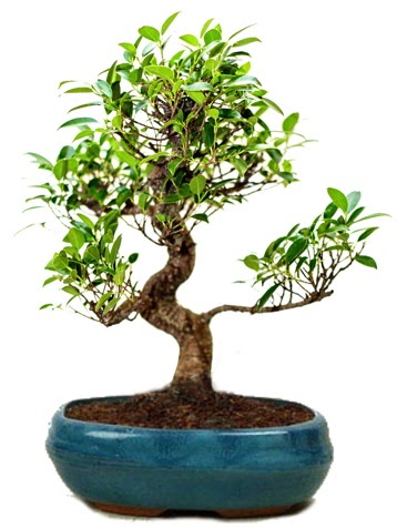25 cm ile 30 cm aralığında Ficus S bonsai  Kütahya cicek , cicekci 