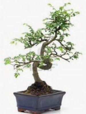 S gvde bonsai minyatr aa japon aac  Ktahya anneler gn iek yolla 