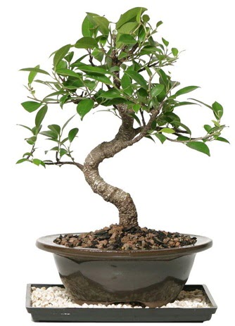 Altn kalite Ficus S bonsai  Ktahya 14 ubat sevgililer gn iek  Sper Kalite