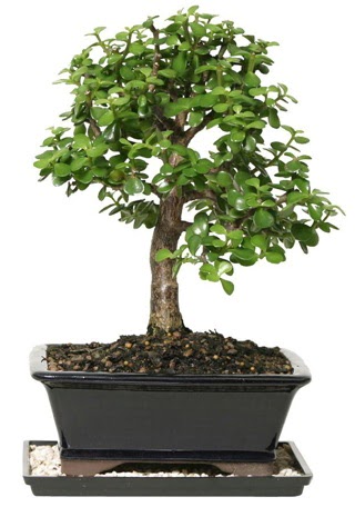 15 cm civar Zerkova bonsai bitkisi  Ktahya kaliteli taze ve ucuz iekler 