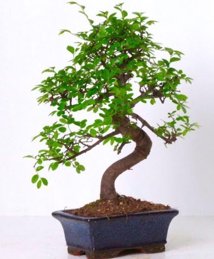 S gvdeli bonsai minyatr aa japon aac  Ktahya cicek , cicekci 