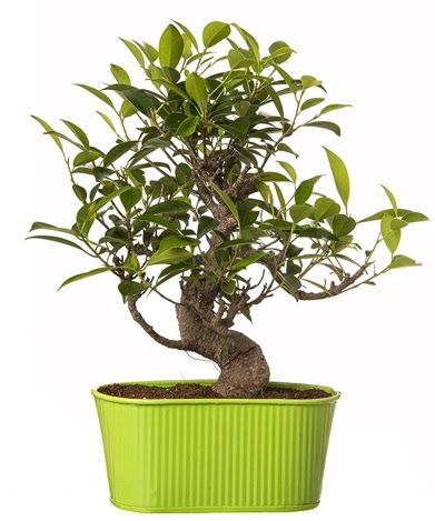 Ficus S gövdeli muhteşem bonsai  Kütahya kaliteli taze ve ucuz çiçekler 
