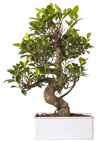 Exotic Green S Gvde 6 Year Ficus Bonsai  Ktahya cicek , cicekci 