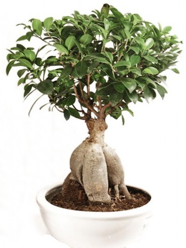 Ginseng bonsai japon aac ficus ginseng  Ktahya online iek gnderme sipari 