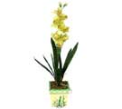 Özel Yapay Orkide Sari  Kütahya çiçek siparişi vermek 