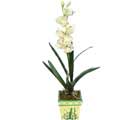 Özel Yapay Orkide Beyaz   Kütahya internetten çiçek siparişi 