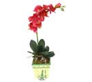 Yapay Phalonepsis Pembe   Kütahya internetten çiçek satışı 
