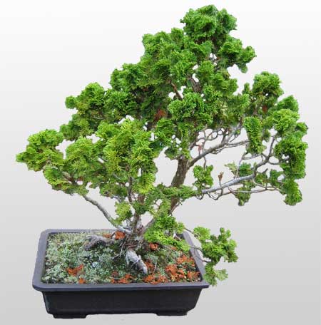 ithal bonsai saksi çiçegi  Kütahya online çiçek gönderme sipariş 