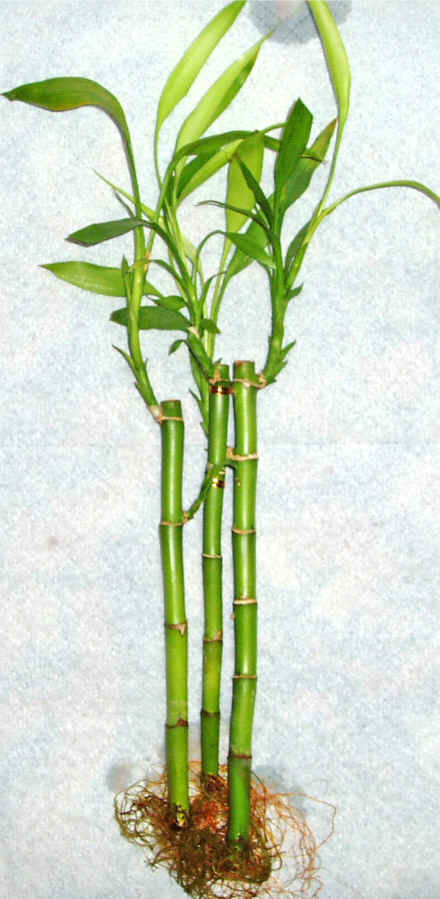 Lucky Bamboo 3 adet vazo hediye edilir   Ktahya iek gnderme sitemiz gvenlidir 