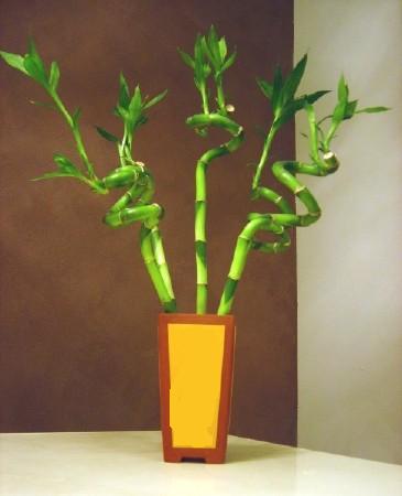 Lucky Bamboo 5 adet vazo ierisinde  Ktahya gvenli kaliteli hzl iek 