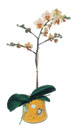  Kütahya İnternetten çiçek siparişi  Phalaenopsis Orkide ithal kalite