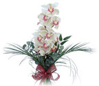  Kütahya kaliteli taze ve ucuz çiçekler  Dal orkide ithal iyi kalite