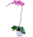  Kütahya çiçek yolla  Orkide ithal kaliteli orkide 