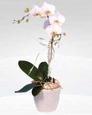 1 dallı orkide saksı çiçeği  Kütahya internetten çiçek siparişi 