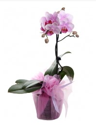 1 dal pembe orkide saksı çiçeği  Kütahya çiçek siparişi sitesi 