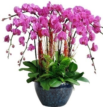 9 dallı mor orkide  Kütahya çiçekçi telefonları 