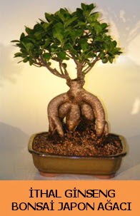 İthal japon ağacı ginseng bonsai satışı  Kütahya online çiçek gönderme sipariş 