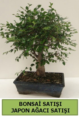Minyatr bonsai japon aac sat  Ktahya cicek , cicekci 