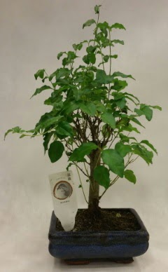Minyatür bonsai japon ağacı satışı  Kütahya 14 şubat sevgililer günü çiçek 