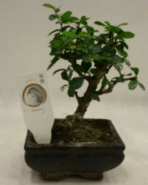 Küçük minyatür bonsai japon ağacı  Kütahya uluslararası çiçek gönderme 