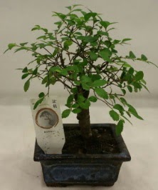 Minyatür ithal japon ağacı bonsai bitkisi  Kütahya anneler günü çiçek yolla 