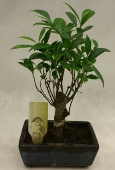 Japon ağacı bonsai bitkisi satışı  Kütahya 14 şubat sevgililer günü çiçek 
