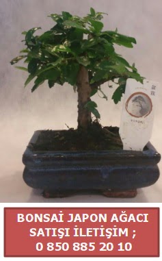 Japon ağacı minyaür bonsai satışı  Kütahya anneler günü çiçek yolla 