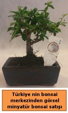 Japon ağacı bonsai satışı ithal görsel  Kütahya cicekciler , cicek siparisi 