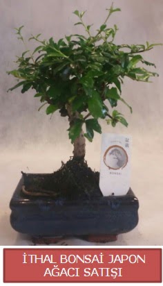 İthal küçük boy minyatür bonsai ağaç bitkisi  Kütahya 14 şubat sevgililer günü çiçek 