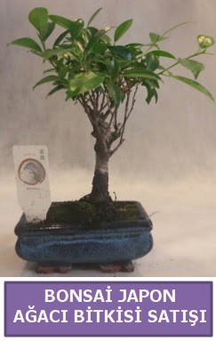 İthal Bonsai japon ağacı bitkisi satışı  Kütahya online çiçek gönderme sipariş 