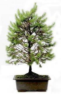 *** STOKTA YOK - Çam ağacı bonsai bitkisi satışı  Kütahya çiçek yolla 