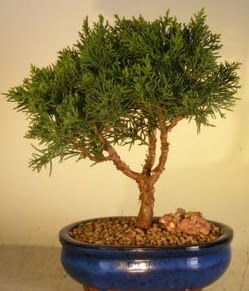 Servi çam bonsai japon ağacı bitkisi  Kütahya cicekciler , cicek siparisi 