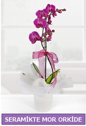 Seramik içerisinde birinci kalite tek dallı mor orkide  Kütahya online çiçek gönderme sipariş 
