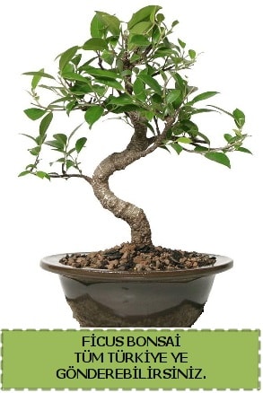 Ficus bonsai  Kütahya cicek , cicekci 