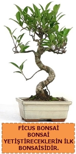 Ficus bonsai 15 ile 25 cm arasındadır  Kütahya cicekciler , cicek siparisi 