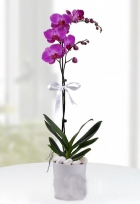 Tek dallı saksıda mor orkide çiçeği  Kütahya yurtiçi ve yurtdışı çiçek siparişi 