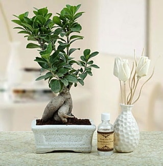 Ginseng ficus bonsai  Kütahya yurtiçi ve yurtdışı çiçek siparişi 